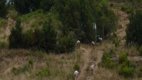 In the Pyrenees mountain pastures