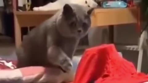 🤣 Very Funny Exciting CATS - Impossible task 😇 ➤➤➤ Try Not To Laugh