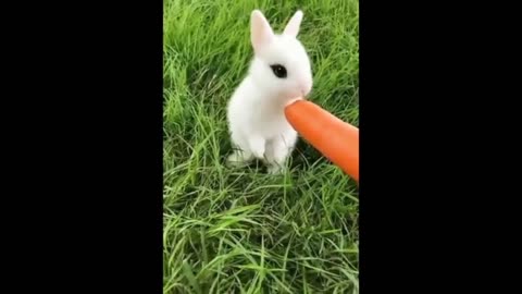 Cute baby animals videos compilation