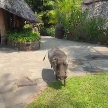 wild boars are never friendly