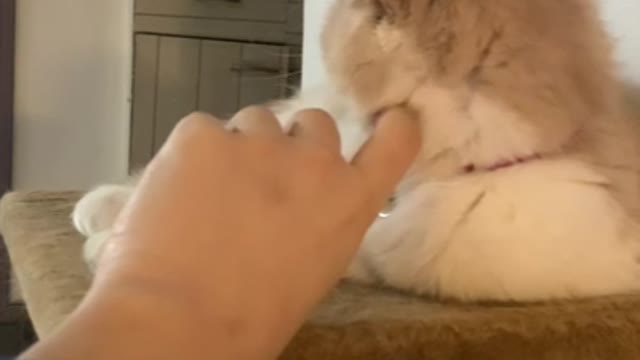 A cat lying on its owner's hand