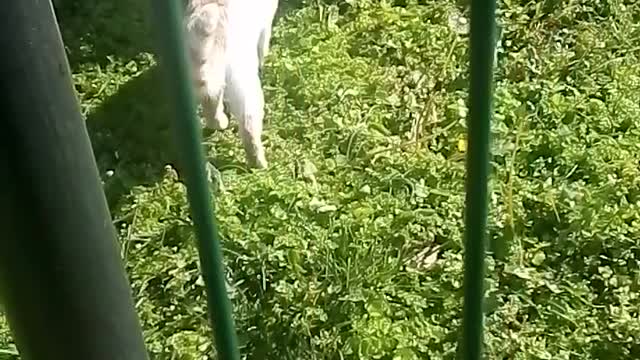 A cat eating grass on the ground.