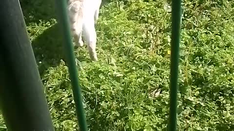 A cat eating grass on the ground.