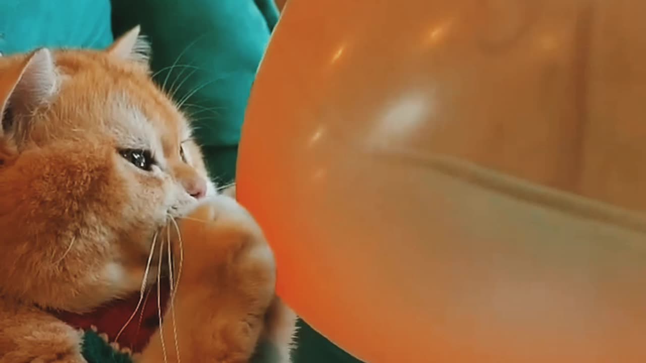 Boom scared me!#exlittlebeans #funny__cats #cat
