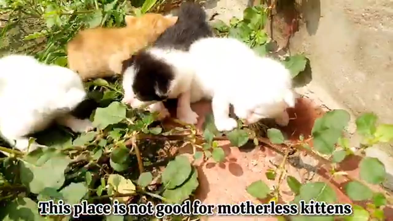 Crying kittens seeking comfort from their absent mother