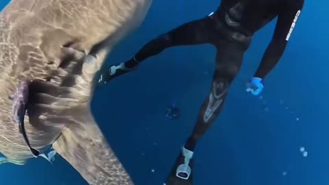 Wildlife