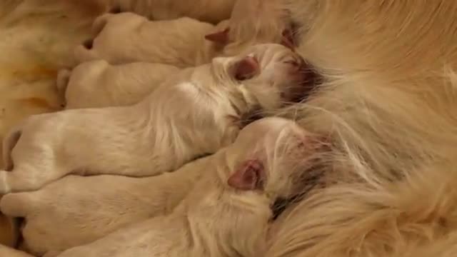 Golden retriever puppie