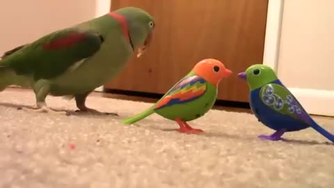 Real Birds Funny Reaction