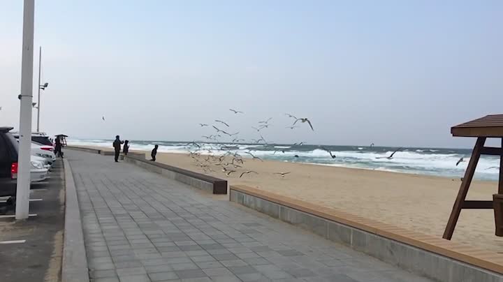 The Seagulls' Snack Party Slow Motion