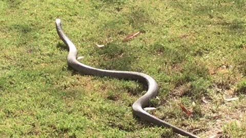 Snake Catching Training