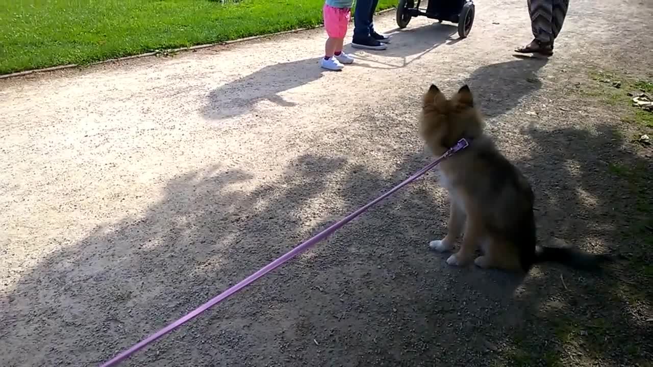 Adorable puppy Meets Cute Baby - Adorable Child Reaction (This Will Make Your Day Better!)