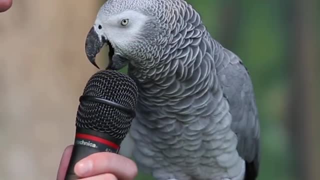 Talking Parrot its star hahah