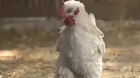 Soccer chicken.