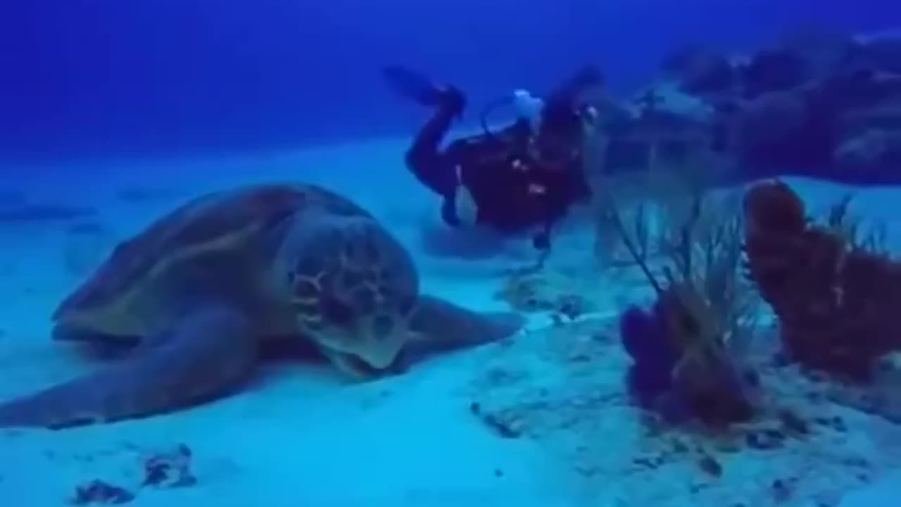 Giant sea turtle