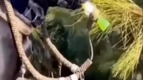 Funny animals😂#3