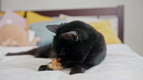 CAT IN BED LITTLE PLAYING