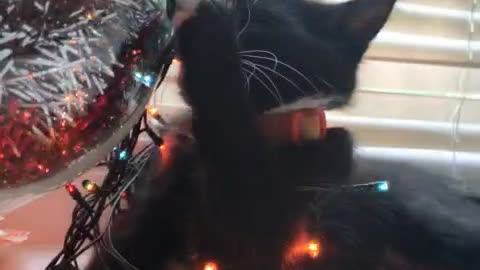 Kitten fun with garland