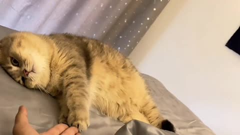 Lazy looks really cute.