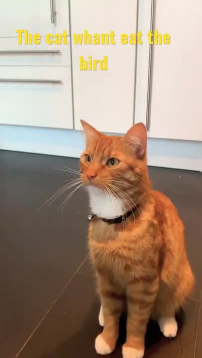 The cat can.t eats the bird