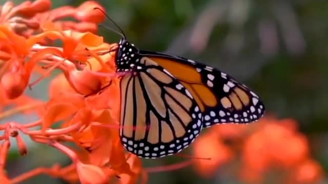 Most beautiful butterfly 🦋 video