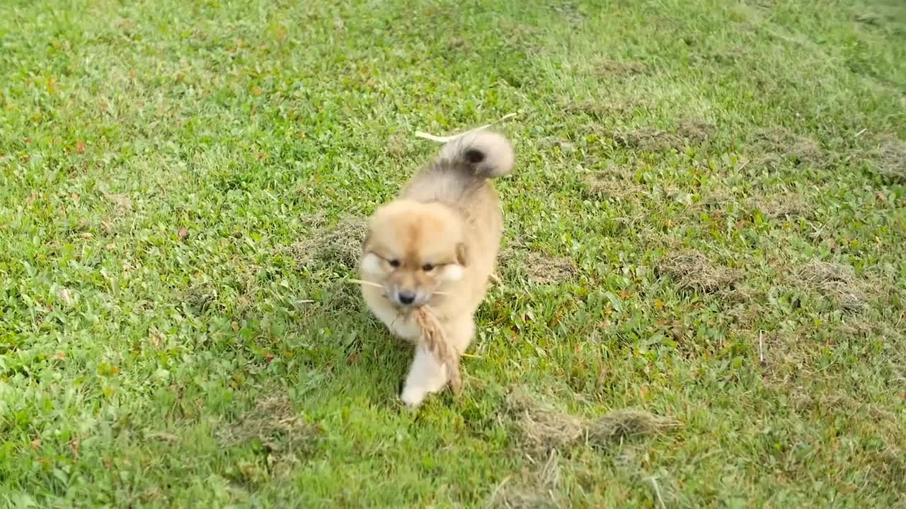 Adorable Puppy Dog Outside Walking With Grass Stalk