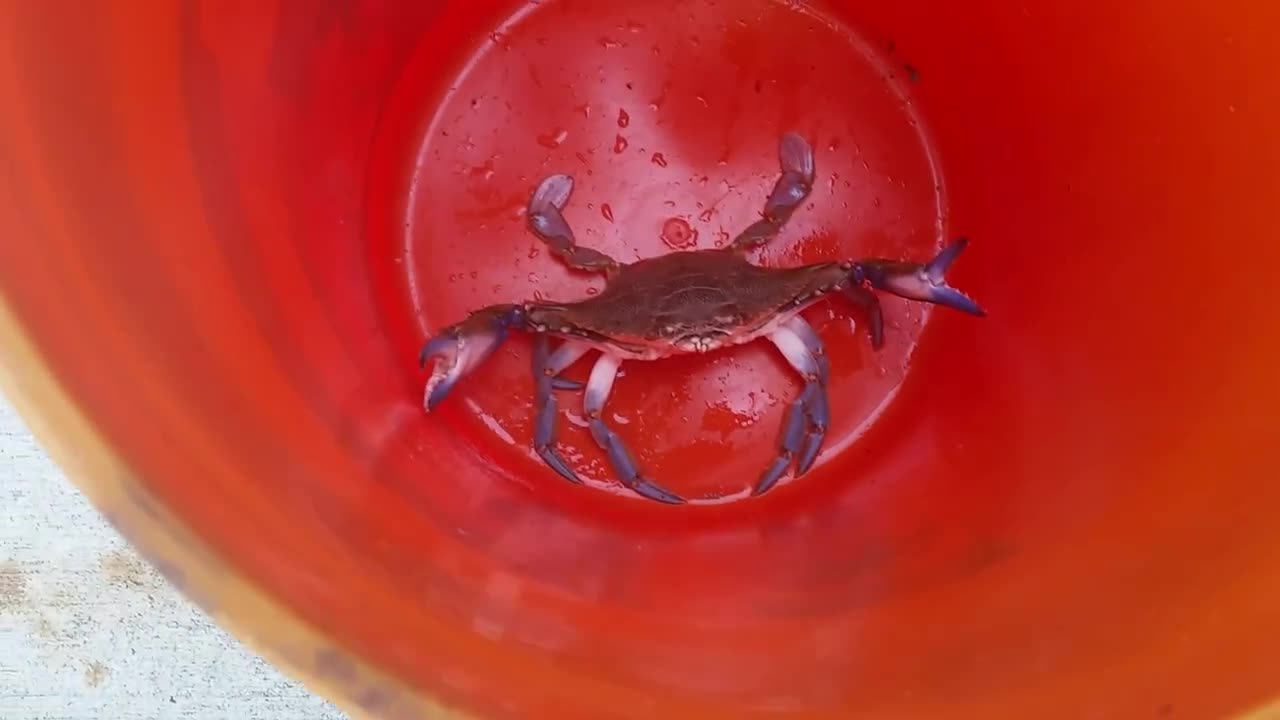 Pissed Off Blue Crab