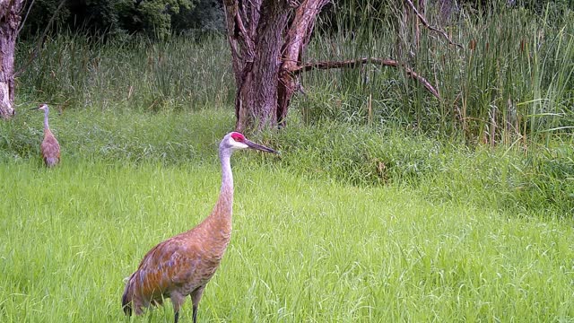 A Pair Of Beautiful Sandhill Cranes. 8/10/22