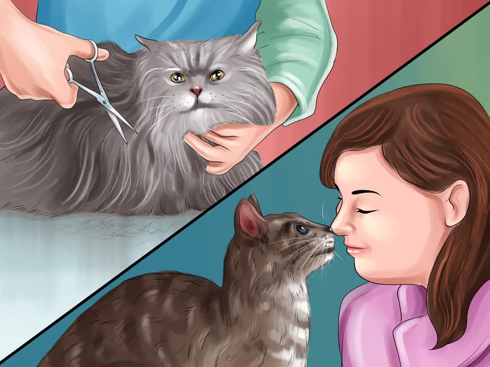 Get Mousetrap Glue Off a Cat