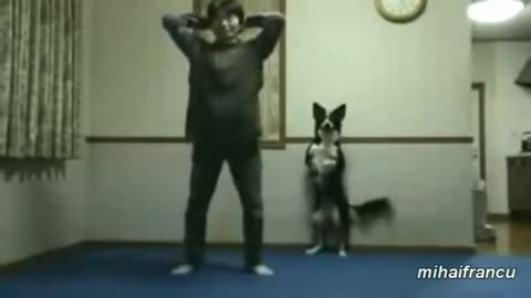 Funny Animals Working Out Compilation