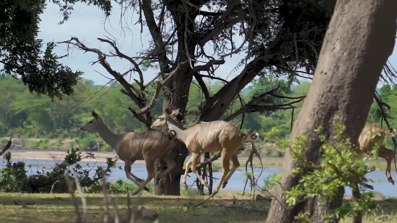 WILD IS LIFE- most of beautiful nature music