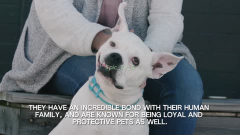 🐾All About Pitbulls🐾