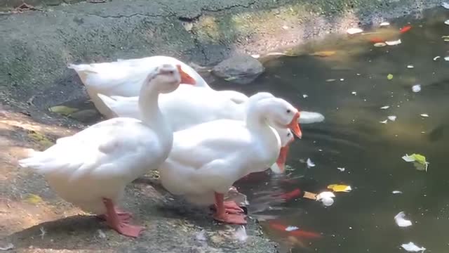 Brother duck comes