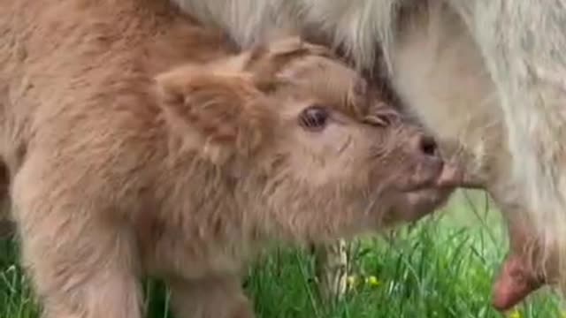 The cattle usually graze in the grass land.