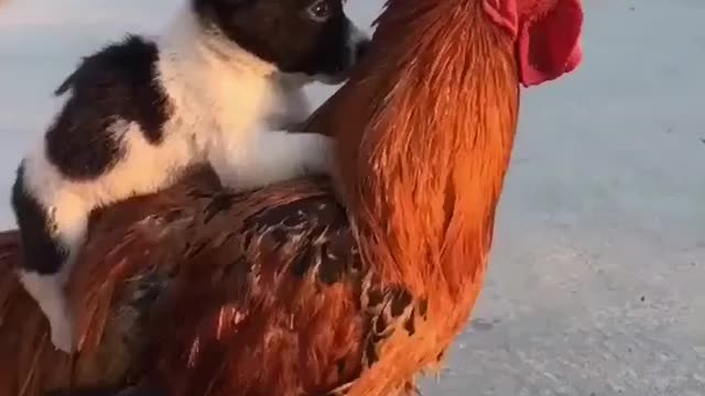Chicken and doggie