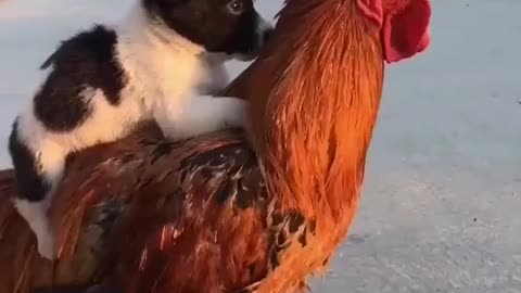 Chicken and doggie