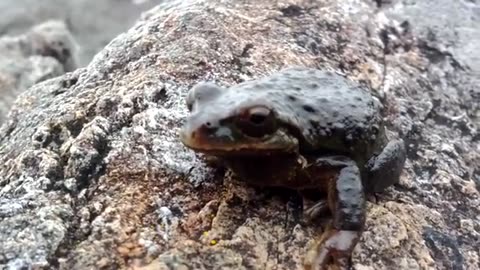 Tofino tree frog up close, doesn't move