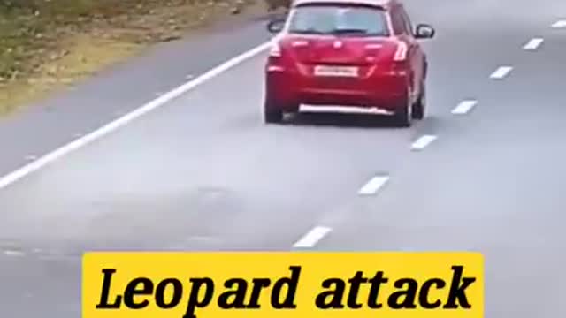 Leopard attack