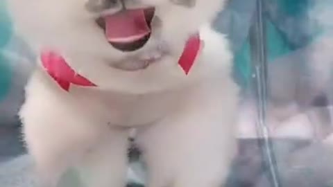 Cute And Funny Dogs Videos 2022