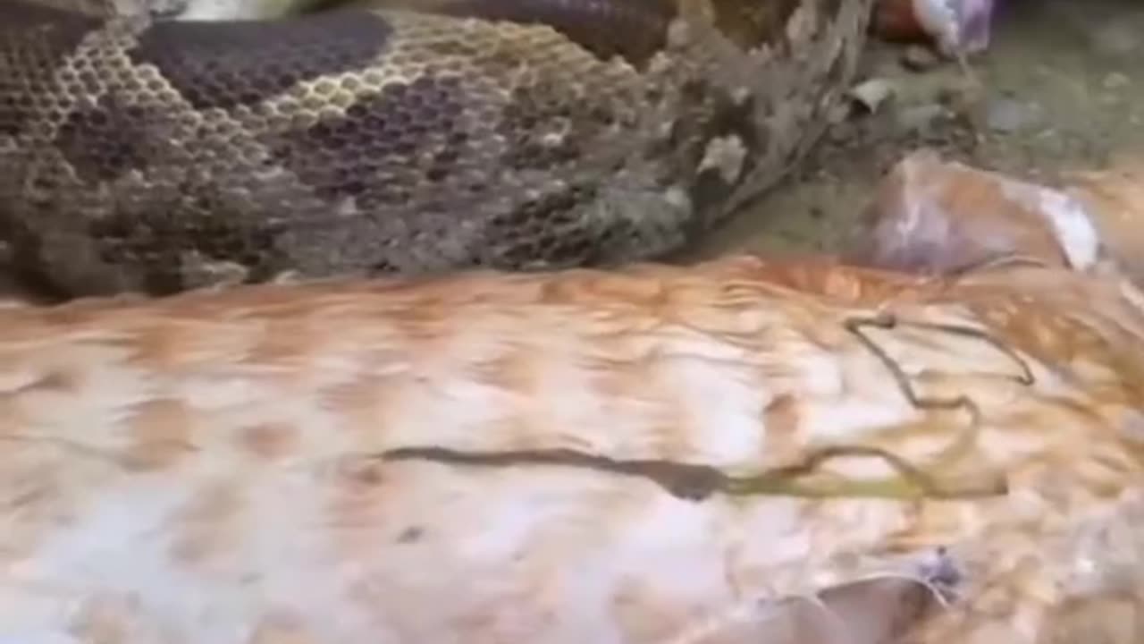 Animal Snake Tiger Attack