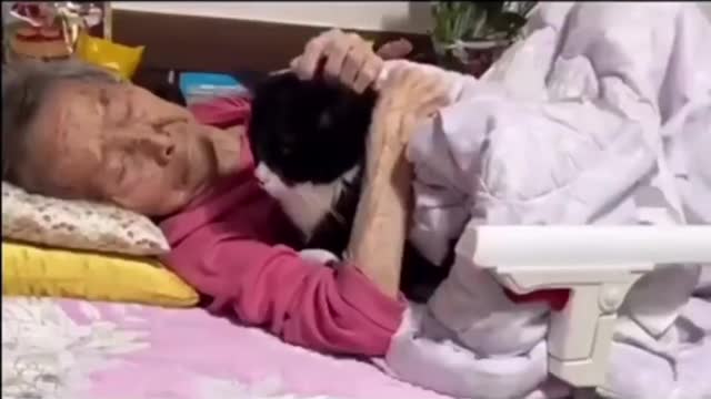 Cat's love for owner,,