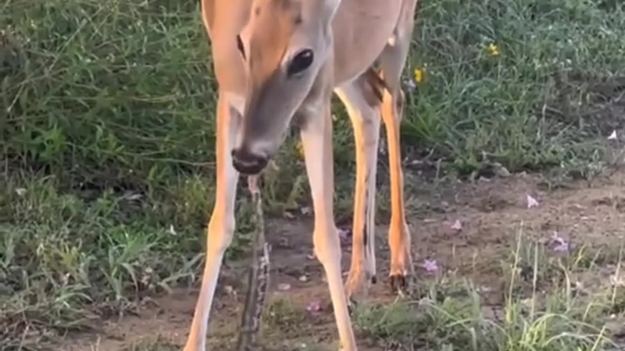 Snake eating....