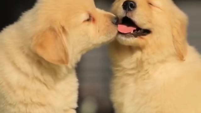 Dog Couple | Cute Dogs Kissing each other