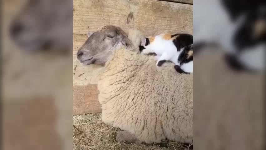 CAT ON TOP OF THE SHEEP PLAYING WITH IS FUR 😱💞😍😍