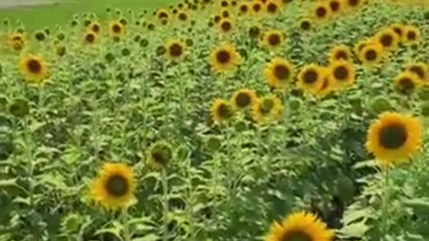 Why Are Sunflowers No Longer Facing The Sun???