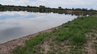 Carp feeding on the edge of the pond