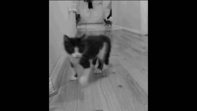 Cat bouncing gif video