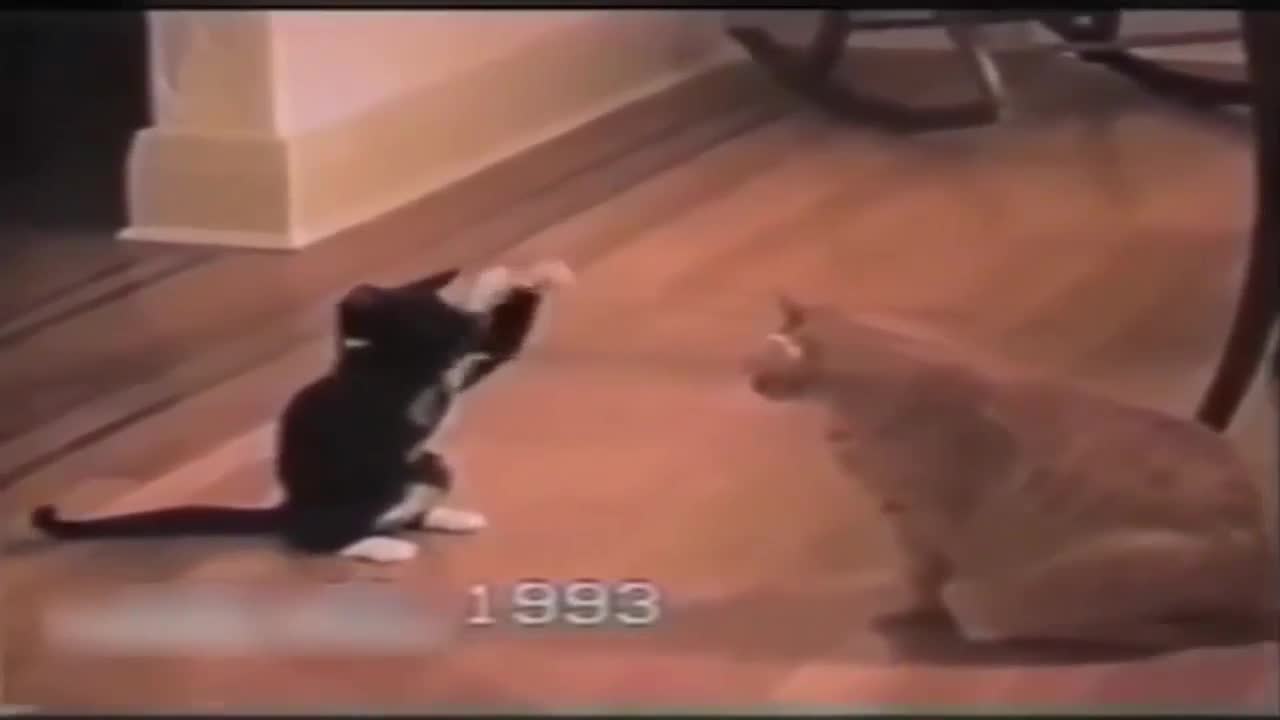Cat spears cat WWE commentary