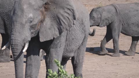 Baby elephant following the herd at Khaudum National Park, Namibia