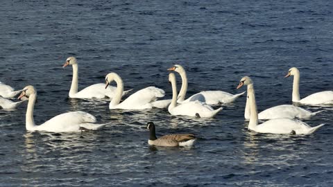 The wonderful swans swim