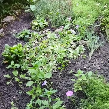 Amazing Plants and Flowers Have Bloomed